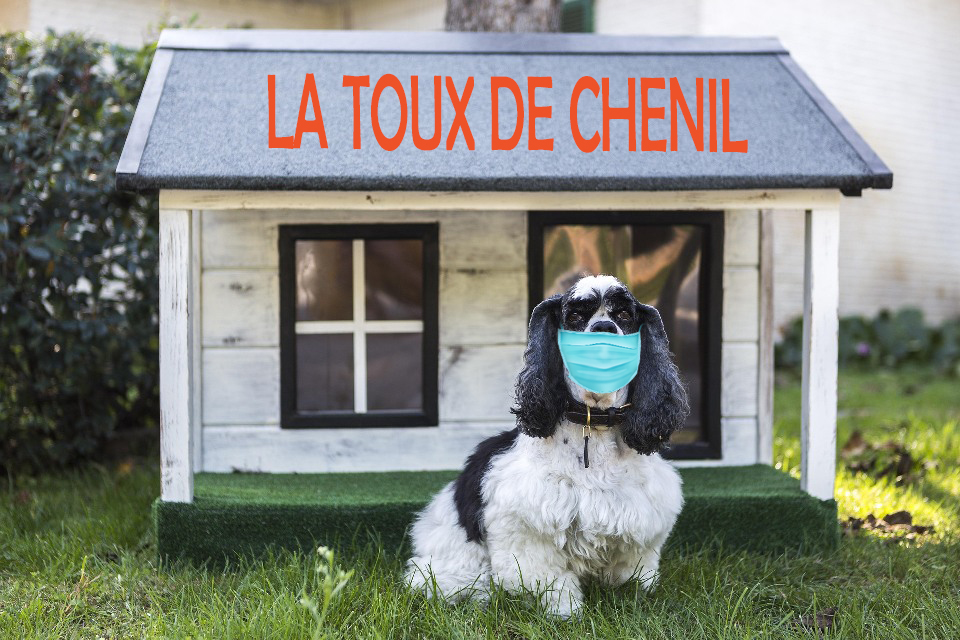 cocker-spaniel-masque-toux-chenil-contagion-prevention-veterinaire.jpg